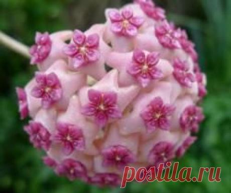 Природная геометрия — красивые синхронности | Среда обитания