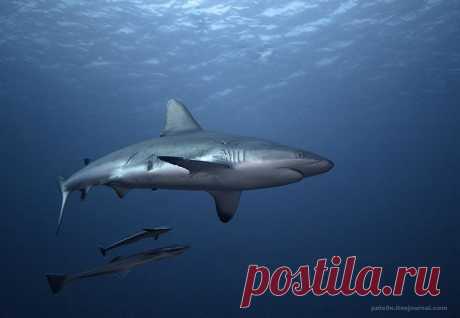 Акулы.