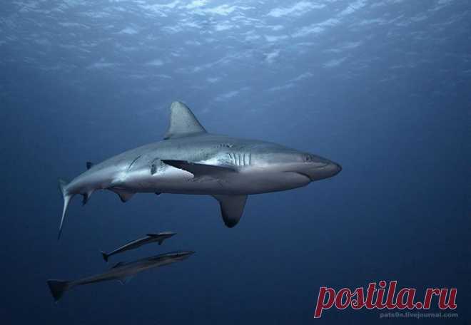 Акулы.