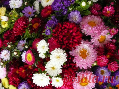 Выращивание астры: руководство по созданию идеального цветка