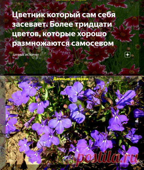 Цветник который сам себя засевает. Более тридцати цветов, которые хорошо размножаются самосевом | Дачные истории | Яндекс Дзен
