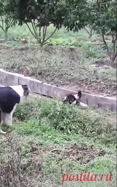 Вот это взаимовыручка! 👍