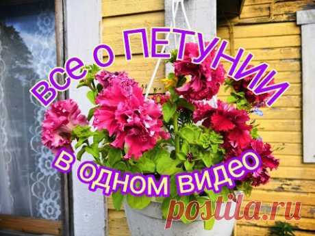Все о ПЕТУНИИ в одном видео, посев без пиккировки, уход и цветение махровых ПЕТУНЬ