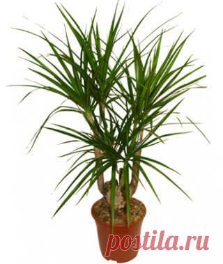 Драцена комнатная — драконово дерево