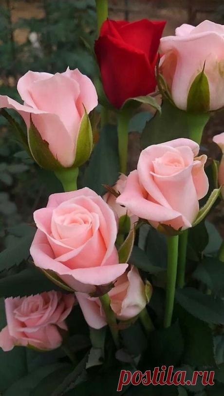розы