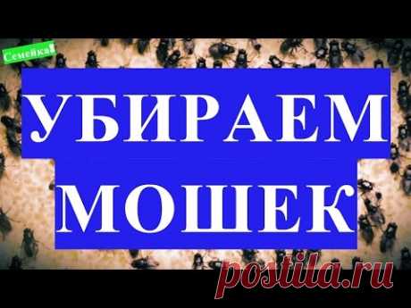Как избавиться ОТ МОШЕК на кухне. ЛОВУШКА для мошек. В квартире. В домашних условиях. Средство