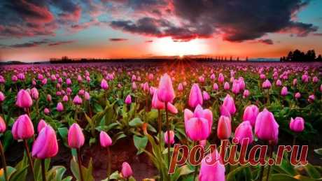 Под эту нежную музыку проснуться и мечтать о мире и доброте..