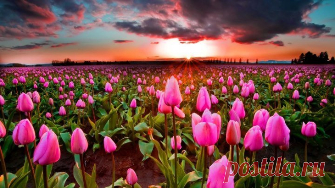 Под эту нежную музыку проснуться и мечтать о мире и доброте..