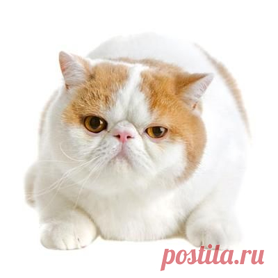 Породы кошек - Все о кошках