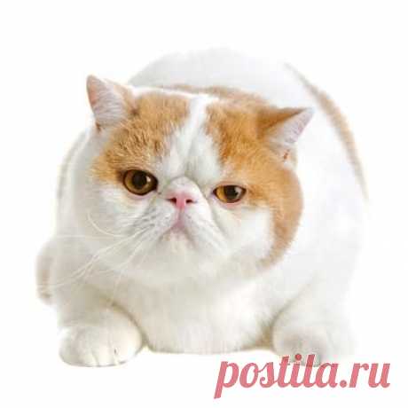 Породы кошек - Все о кошках