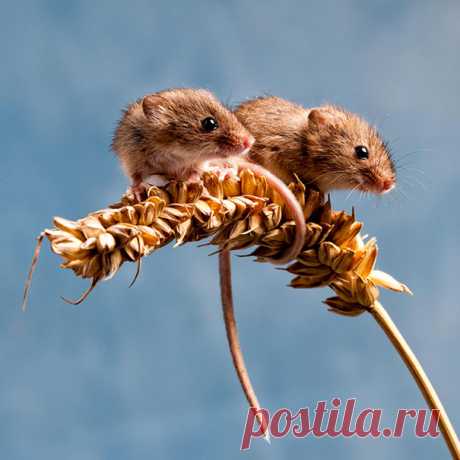 Животные-близнецы - 25 очаровательных фото