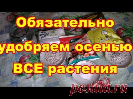 Чем и как правильно удобрить растения под зиму .