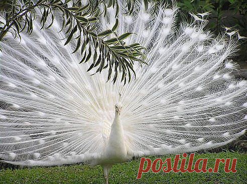Владимир