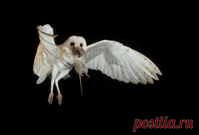Barn Owl - Обыкновенная сипуха. Фотограф Elizabeth E