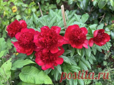 Мифы и легенды о цветах: Пион ~ Planetalsad