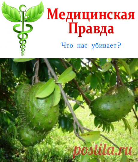 Почему мы ничего не знаем о фрукте, который лечит рак?