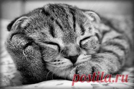 Котик.jpg (470×313)