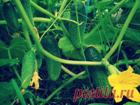 «Кормлю» огурцы содой, и уже 2 года собираю по 11-13 кг плодов с каждого куста! | Твоя Дача | Яндекс Дзен