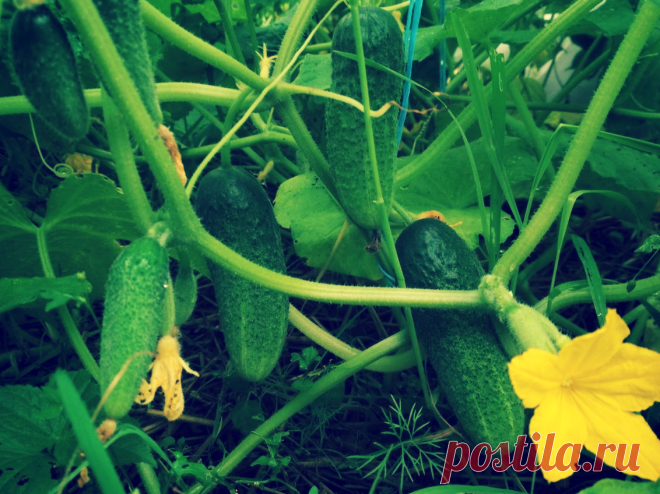 «Кормлю» огурцы содой, и уже 2 года собираю по 11-13 кг плодов с каждого куста! | Твоя Дача | Яндекс Дзен
