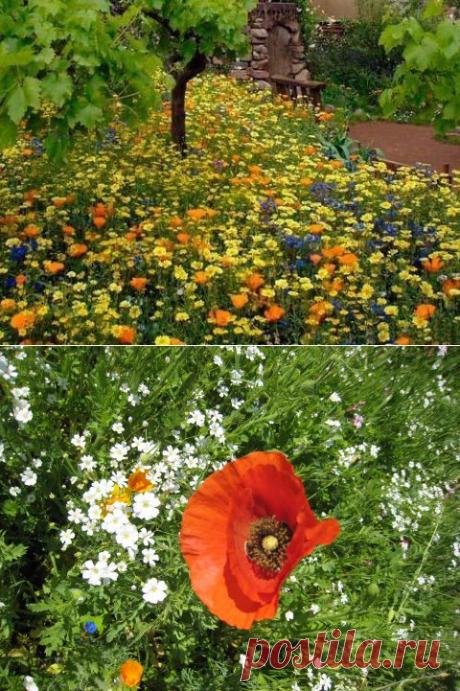 Мавританский газон!