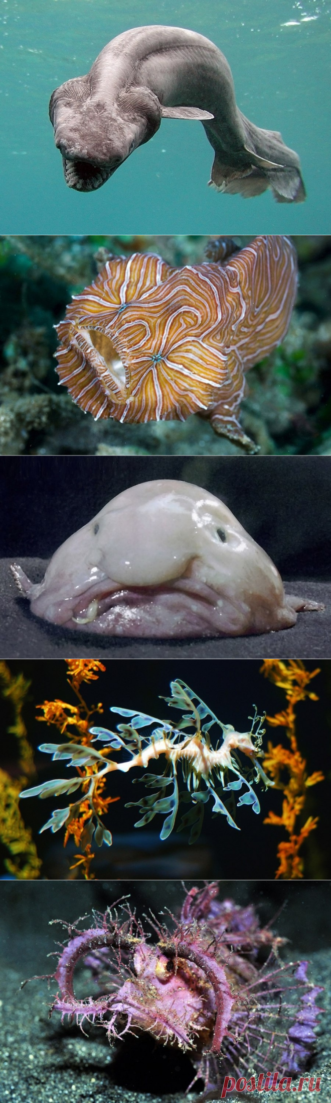Необычные обитатели мирового океана. - Путешествуем вместе