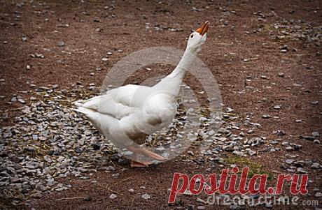 Stock Photos, Royalty-Free Images & Video Footage By Dreamstime Stock Photography