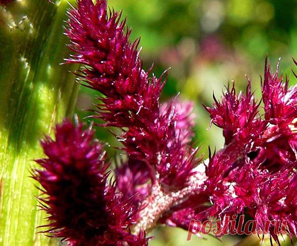 Щирица (амарант) - одна из первых сельськохозяйственных культур, выращеваямая человеком 



Щирицу (Amaranhtus) выращивали еще племена инков и ацтеков наряду с кукурузой, картофелем и фасолью. Семена этого растения, которые пригодны и для производства муки, по ценности можно поставить в …