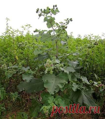 ПЕЙТЕ СОК ИЗ ЛОПУХА И ПОКИНЕТ ВАС КИСТА !!!