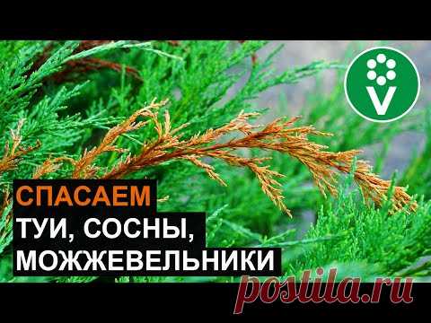 ОПРЫСКАЙТЕ ЭТИМ ХВОЙНЫЕ ОСЕНЬЮ от всех болезней и пожелтения хвои