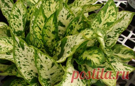 Диффенбахии ценны листьями