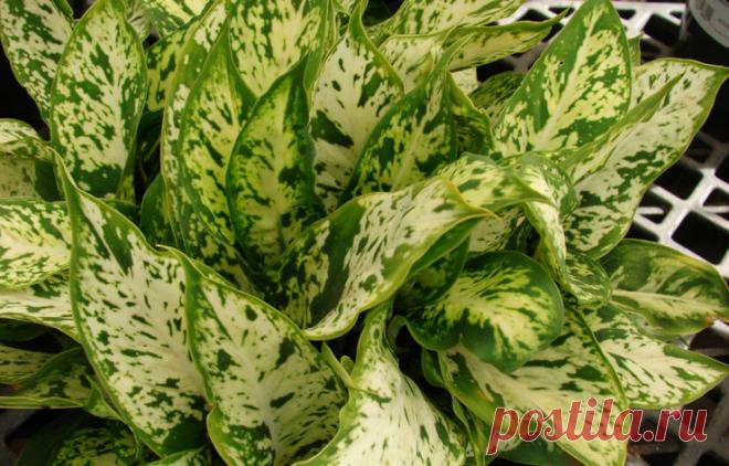 Диффенбахии ценны листьями