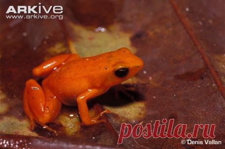 arkive animals - Поиск в Google