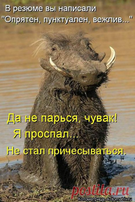 натуральный свин