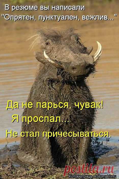 натуральный свин