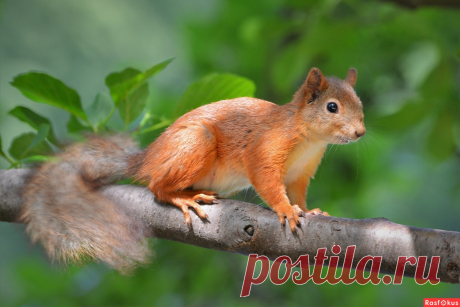 Фото: Белка. Фотограф Константин Анисимов. Фото животных - Фотосайт Расфокус.ру