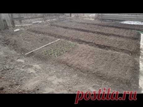 ГОТОВЛЮ ГРЯДКУ ДЛЯ ЛУКА ПОД ЗИМУ. Ольга Чернова.