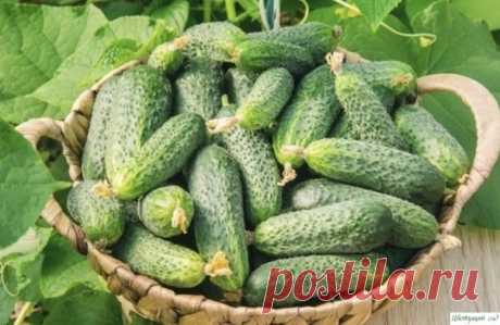 Главные проблемы огурцов и их решение