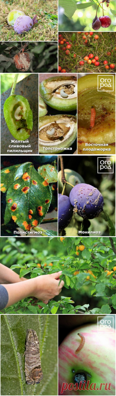 Почему осыпаются завязи и плоды на яблоне, сливе, вишне и других деревьях | В саду (Огород.ru)