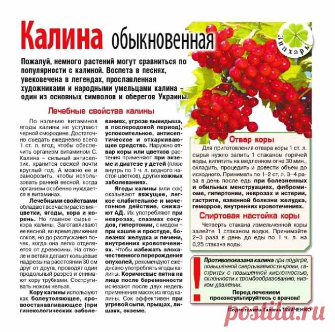 Калина обыкновенная