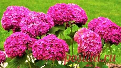 Самые красивые малоуходные кустарники, цветущие все лето до октября! | GardenLife | Дзен