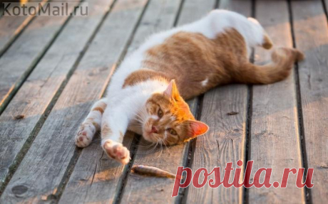 Мал &quot;золотник&quot; да дорог!