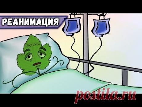 Реанимация запущенных кустов винограда.