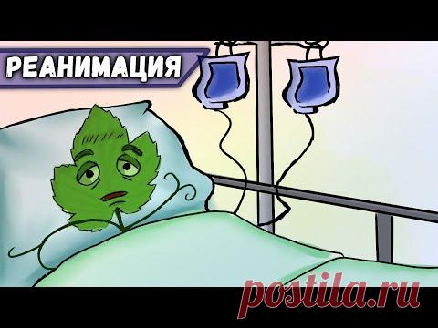 Реанимация запущенных кустов винограда.