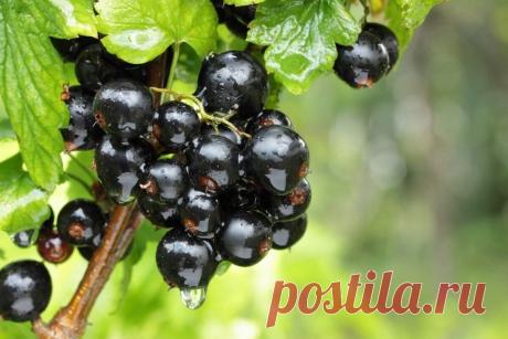 Трачу 15 минут осенью на обработку смородины, а получаю здоровые кусты, дающие обильный урожай |... Несмотря на то, что данная эффективная обработка занимает минимум времени, невозможно сказать, что это все, что нужно смородине осенью!