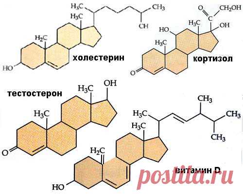 О холестерине замолвите слово. Вся правда о нем