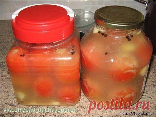 Квашеные соленые помидоры – такие же вкусные как бочковые - Простые рецепты Овкусе.ру