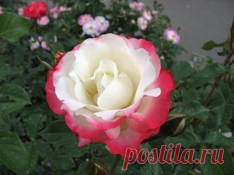 Удивительные розы