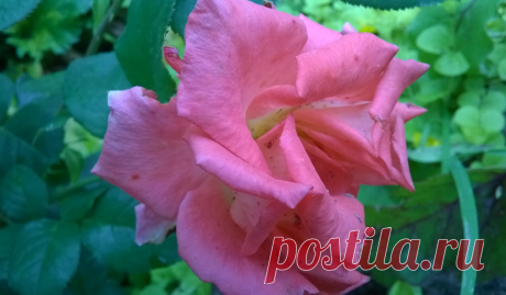 Обрезка розы после цветения.