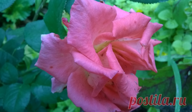 Обрезка розы после цветения.