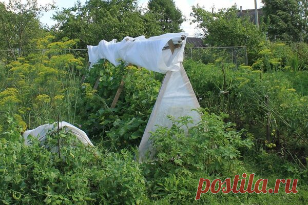 Лучший вариант укрытия для выращивания огурцов. | Деревенские записки. | Яндекс Дзен